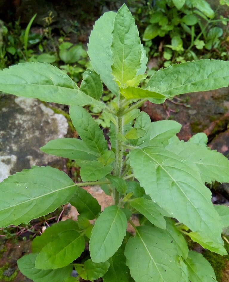 Tulsipata (তুলশিপাতা), Natural Medicine