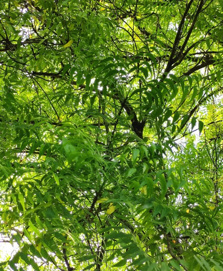 The Neem Tree (নিম পাতা) - Life is meaningless without Information