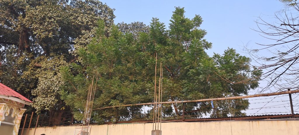 Neem Tree of Uttara Temple
